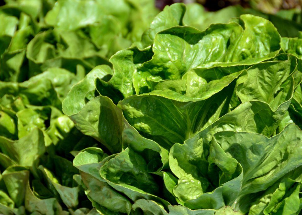 Healthy vegetable organic