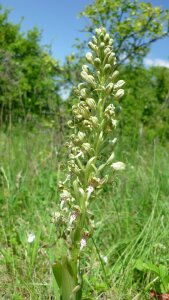 German orchid protected in the case of jena