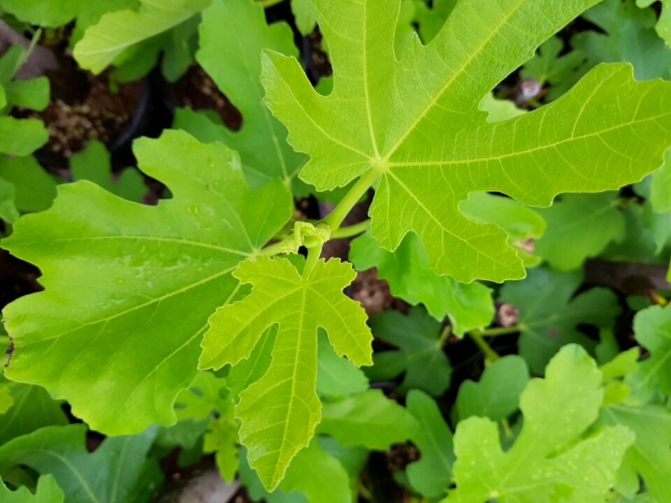 Fig leaf fig leaf shape win even after