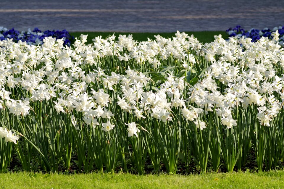Flower flowerbed the highlighted