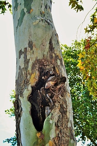 Peeling off tree organic