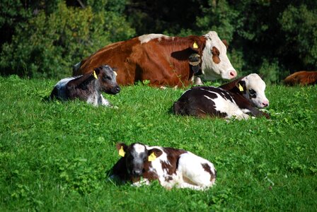 Pasture alpine south tyrol photo