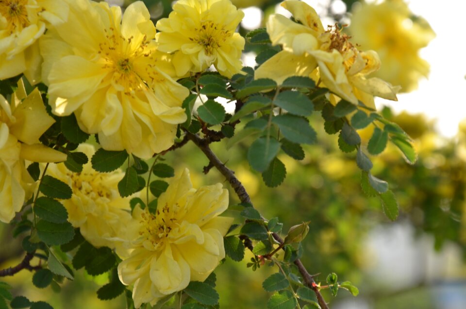 Spring yellow flowers near