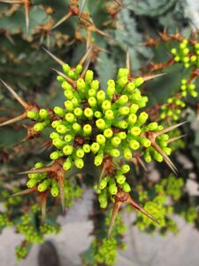 Plant bloom spines photo