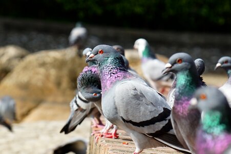 Pigeon static pet photo