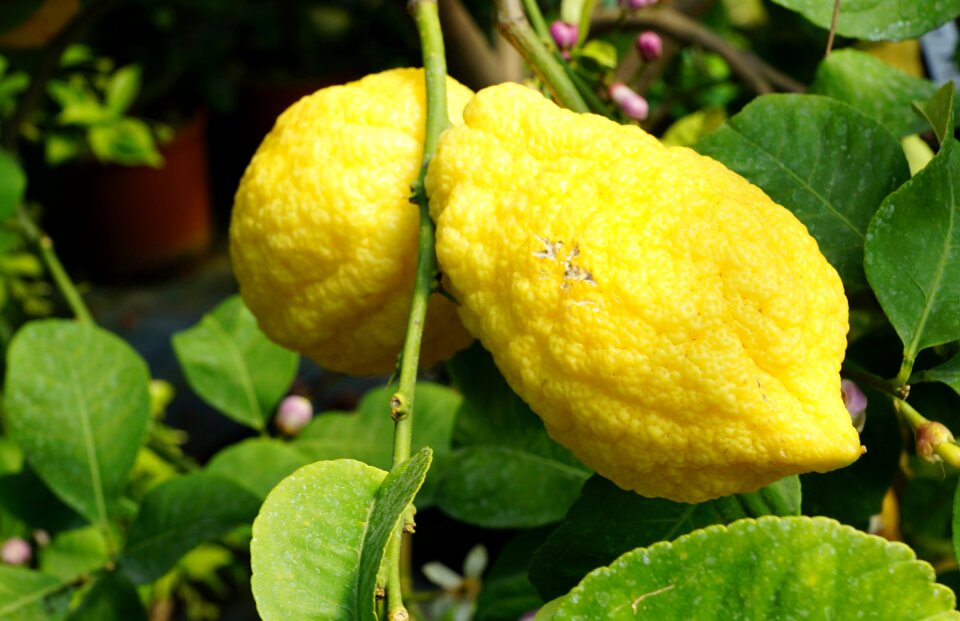 Summer garden sour