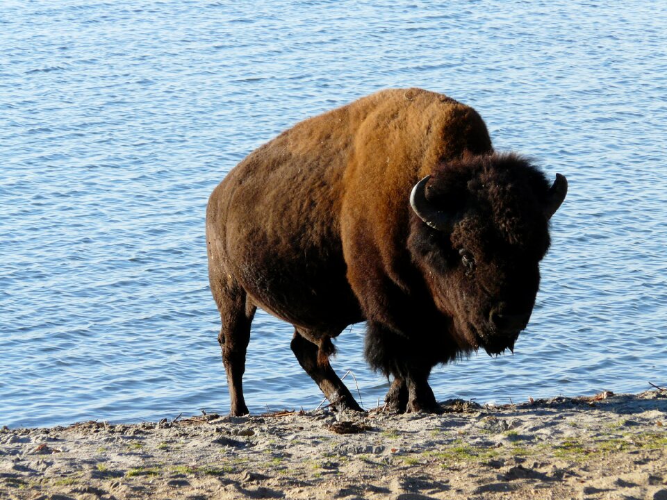 Free wild canada prairie