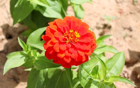 Family asteraceae red flowers red flower