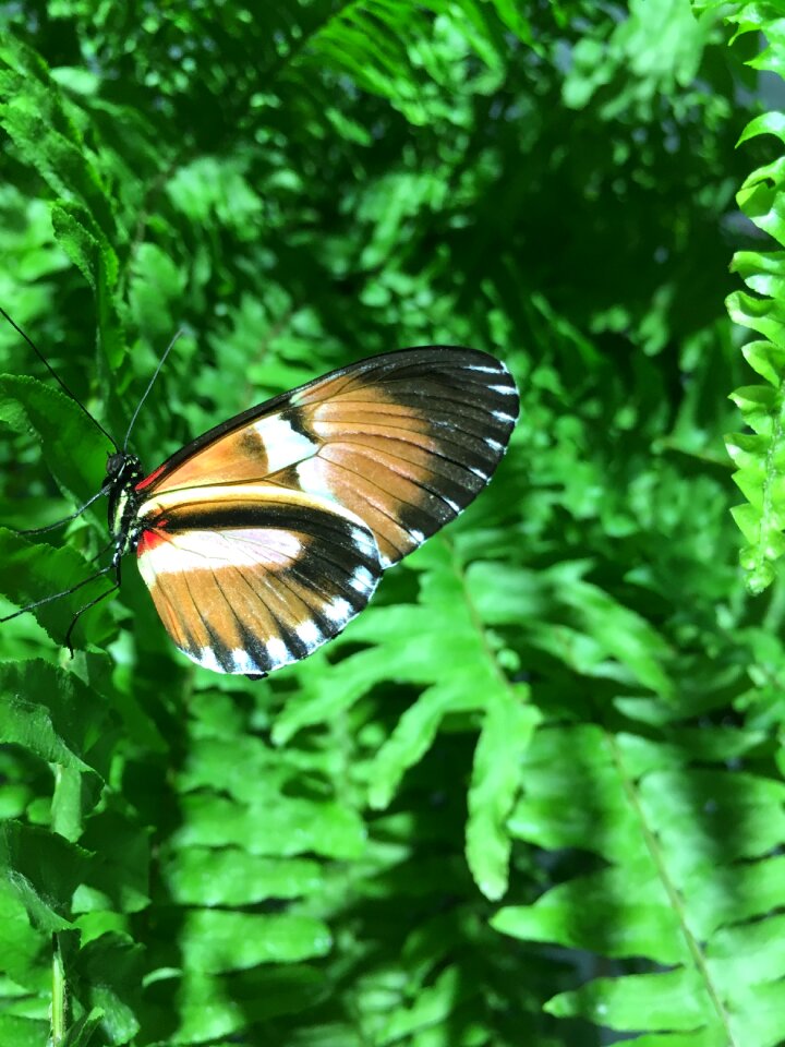 Nature wing