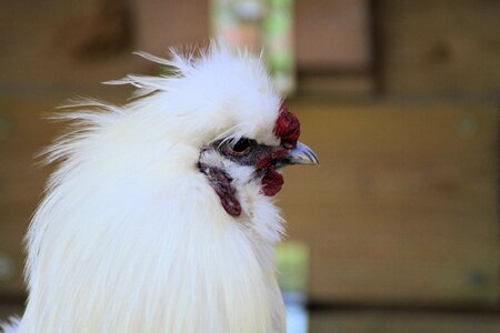 Haan chicken zijdehoen photo