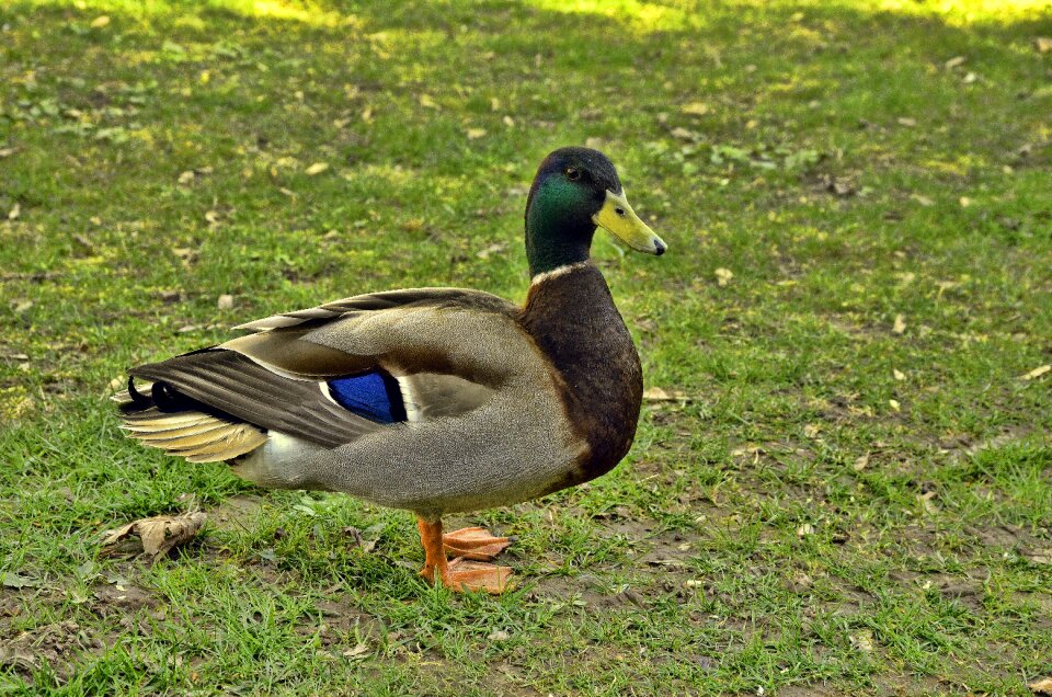 Water bird animal males