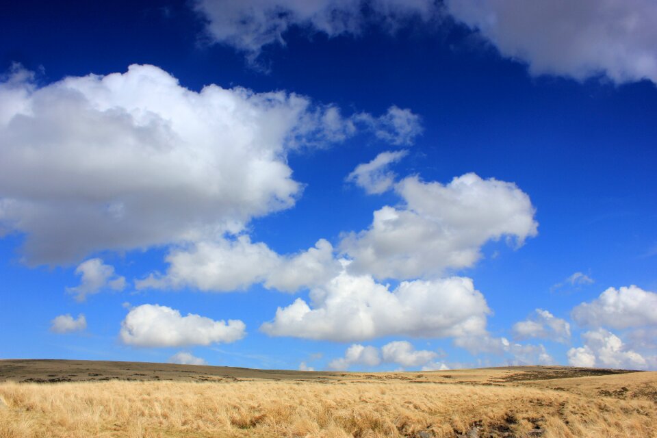 Landscape grass