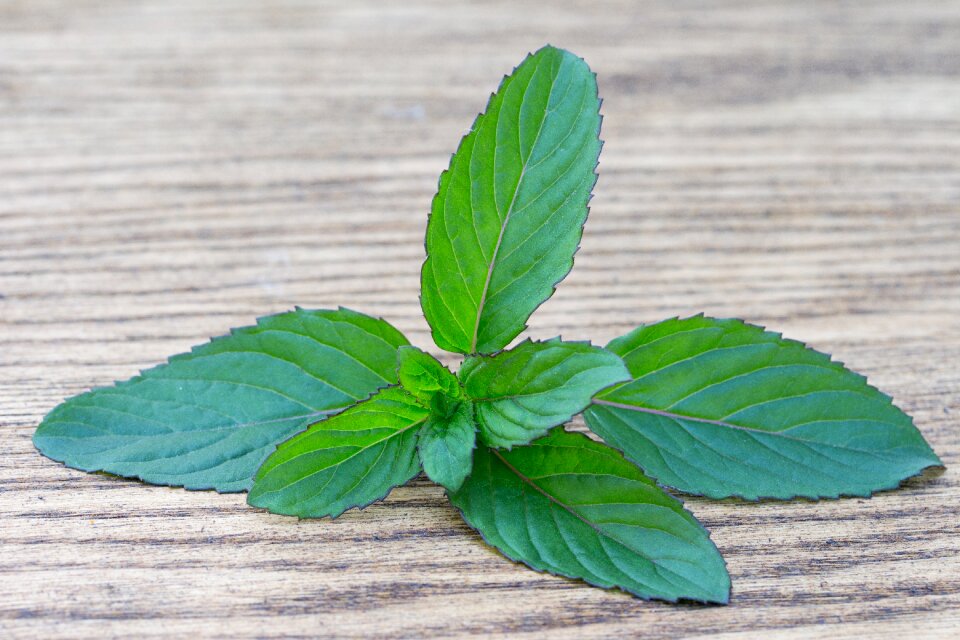 Green spice bio plant