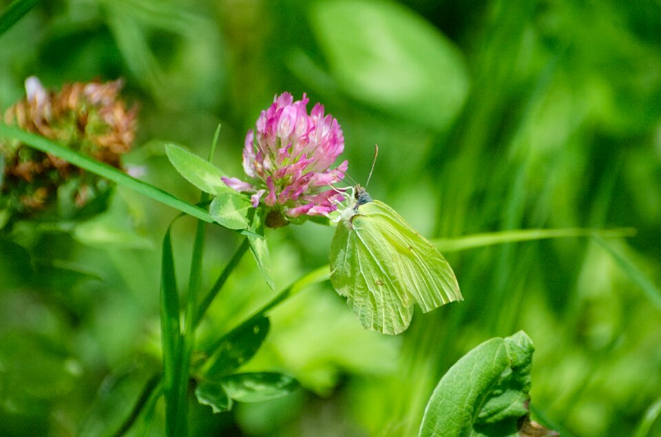 Flower red clover wiesenklee