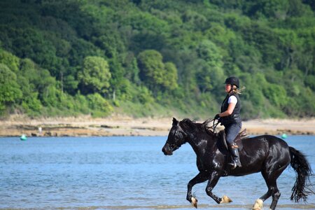 Horseriding beach animal