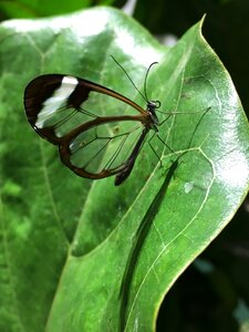Nature wing