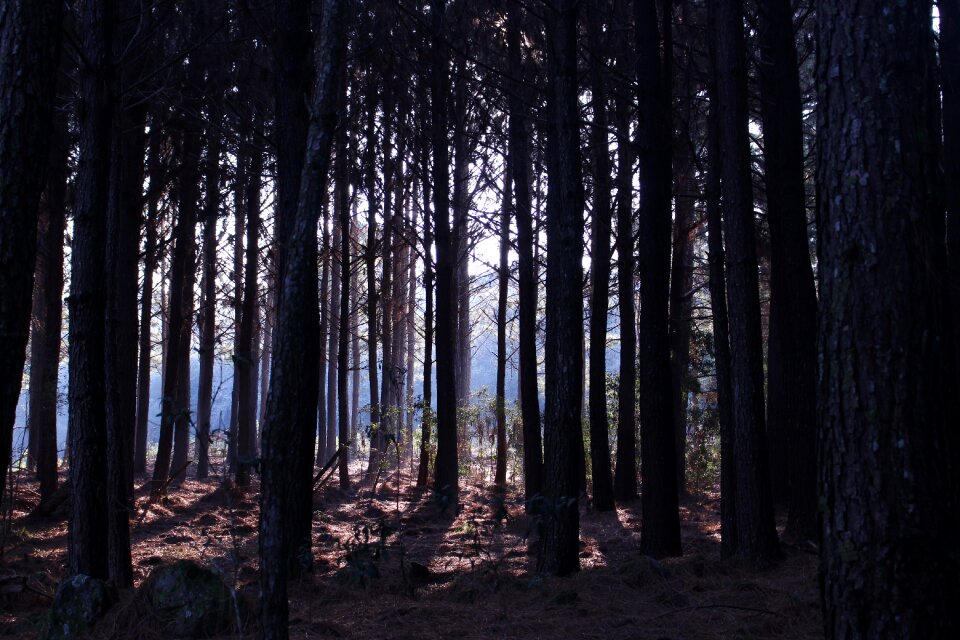 Nature beautiful day woods