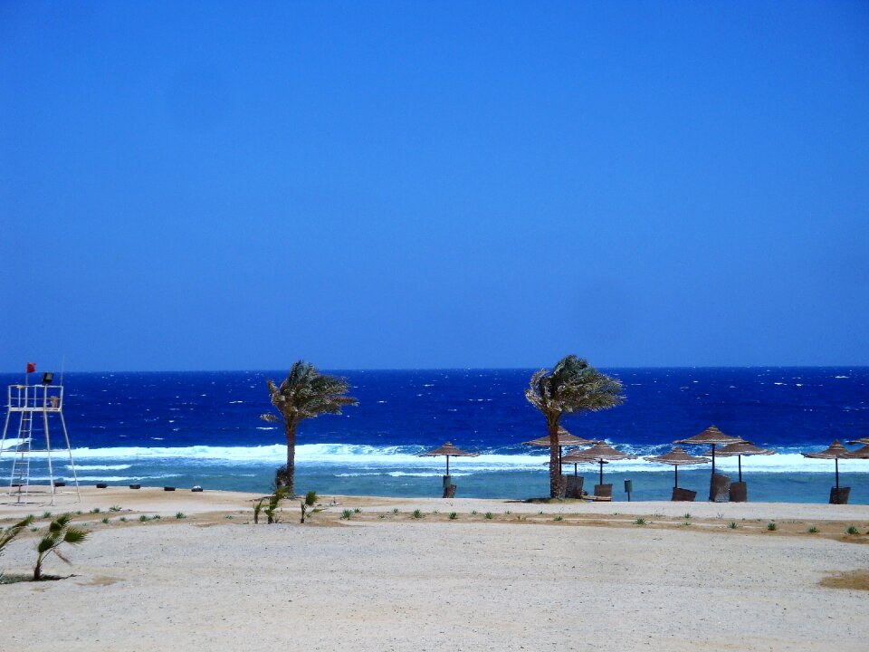 Summer blue palm trees photo