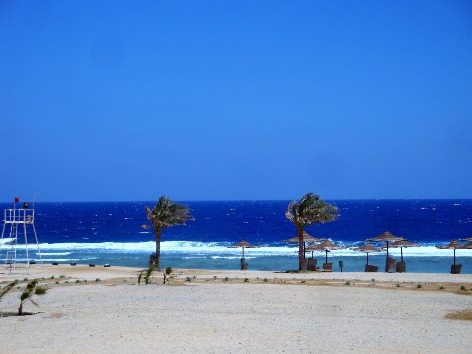 Summer blue palm trees