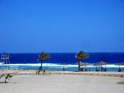 Summer blue palm trees photo