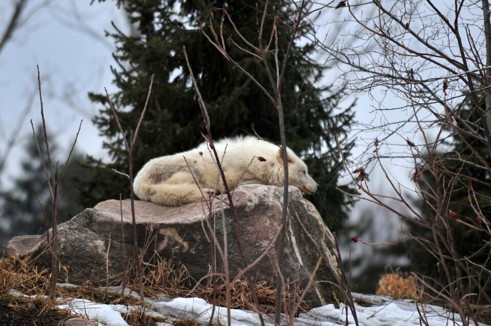 Wildlife animal mammal