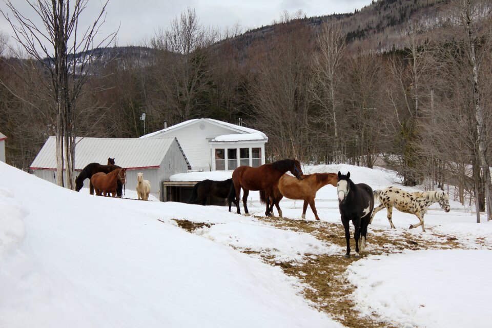 Stable animal snow
