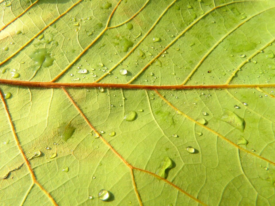 Nature vegetable natural texture