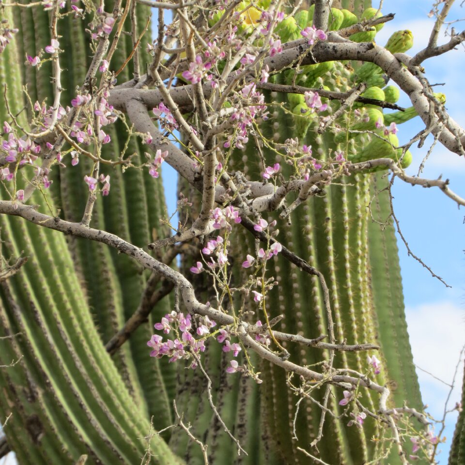 Flowers cactus