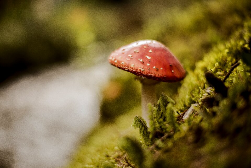 Fungus nature mushrooms