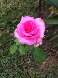 Color pink nature rose photo