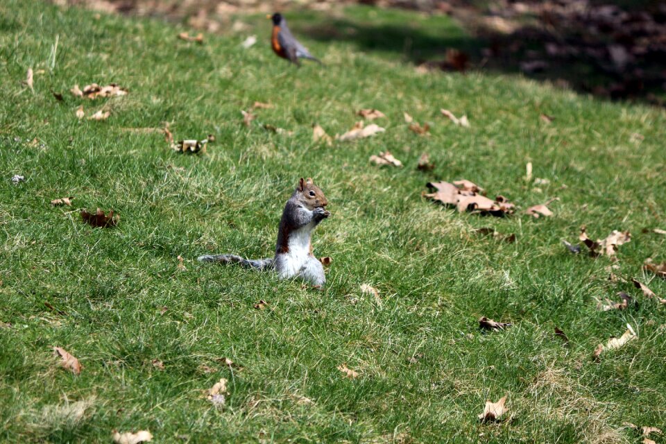 Cute outdoor creature
