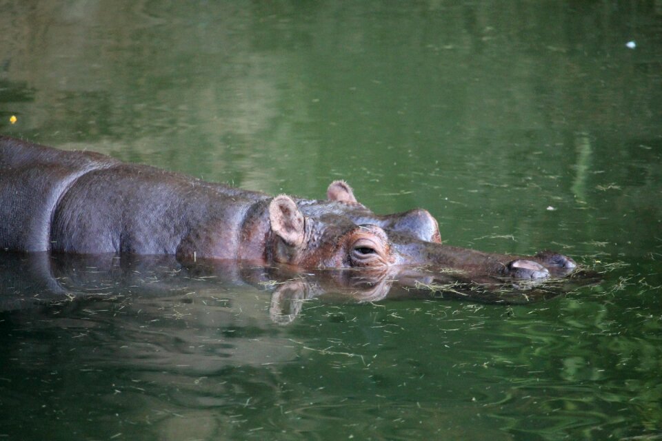 Nature wild animal