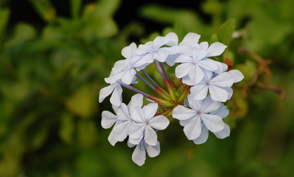 Floral blossom bloom