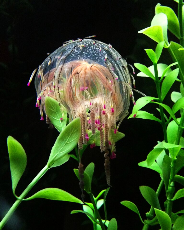 Aquatic tropic swimming