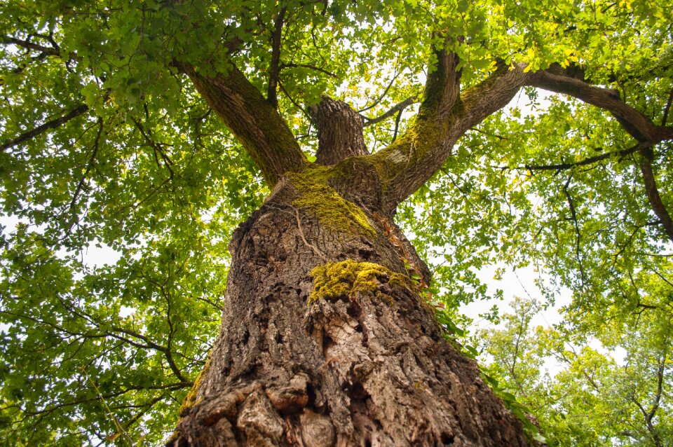 Leaves bark forest