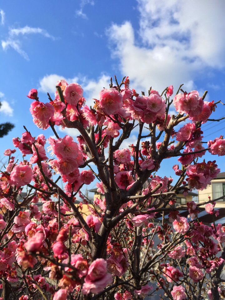 Spring natural plant