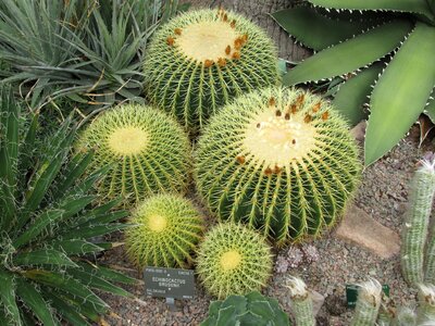 Cash green prickly