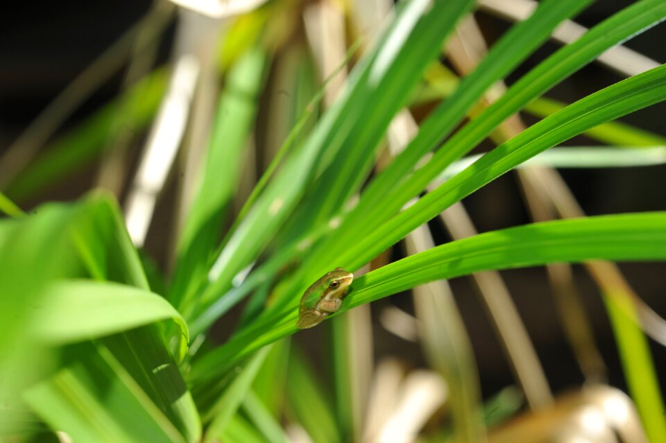 Baby green frog in palm frond frog hiding in palm frond small green tree frog in palm frond