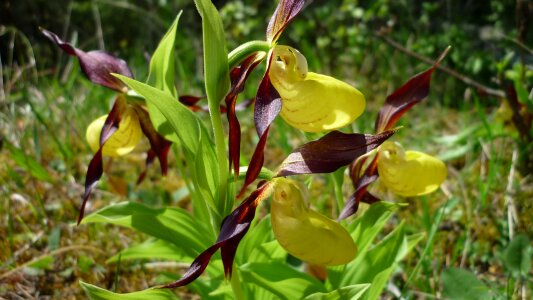 Orchideenblüte yellow natural resources