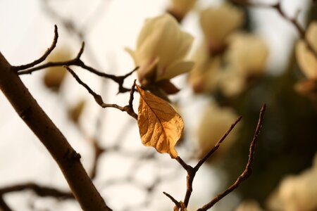 Magnolia flower white flower photo
