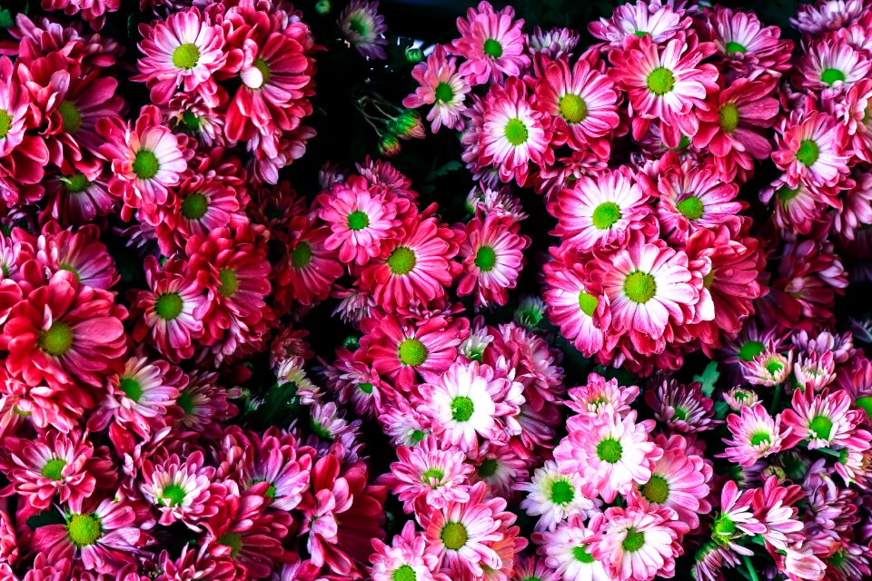 Vietnam flowers bloom fresh