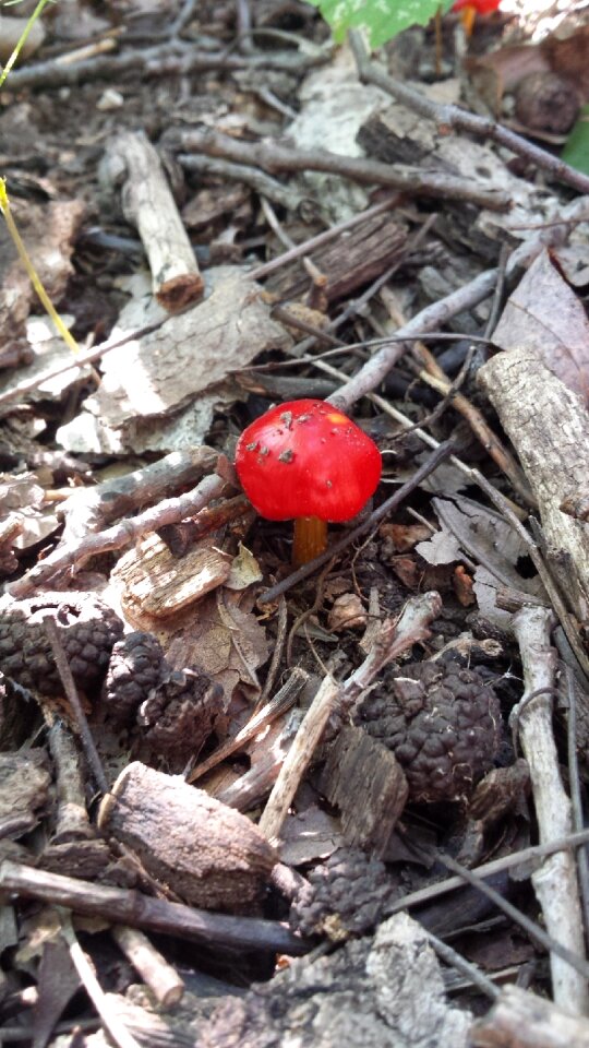 Fungus cap color