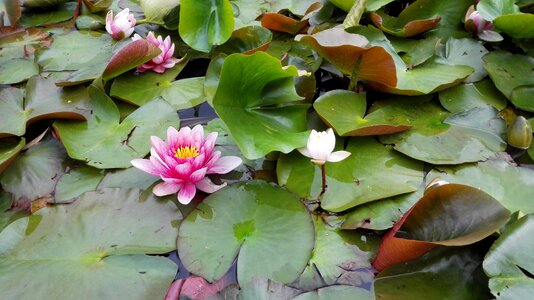 Lotus plant pond