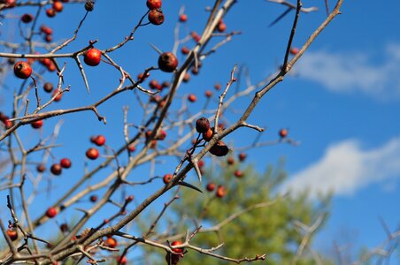 Fall trees