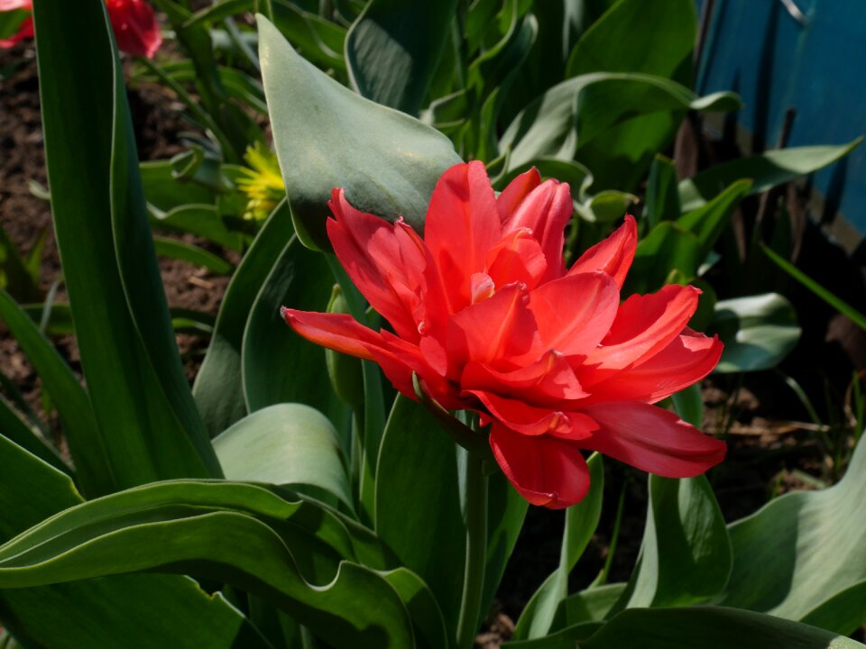 Closeup garden flowers beautiful flower