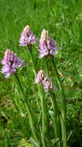 Rarely grassland plants protected photo