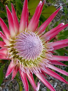 King protea pistil flower