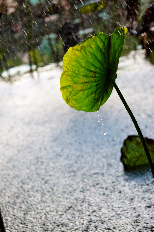 Lotus leaf condensation spilled