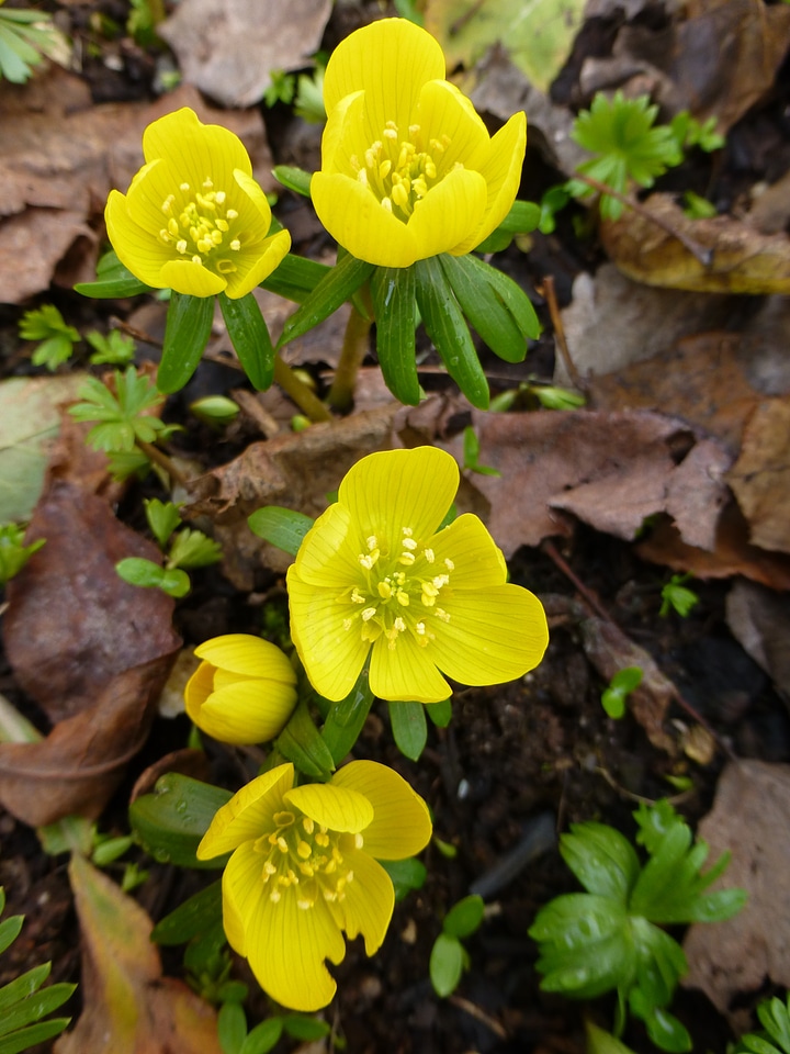 Flowers spring harbinger of spring