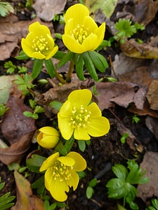Flowers spring harbinger of spring